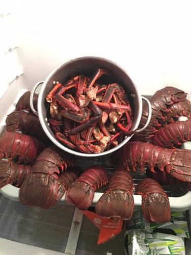 lobster-haul-e1521867699882